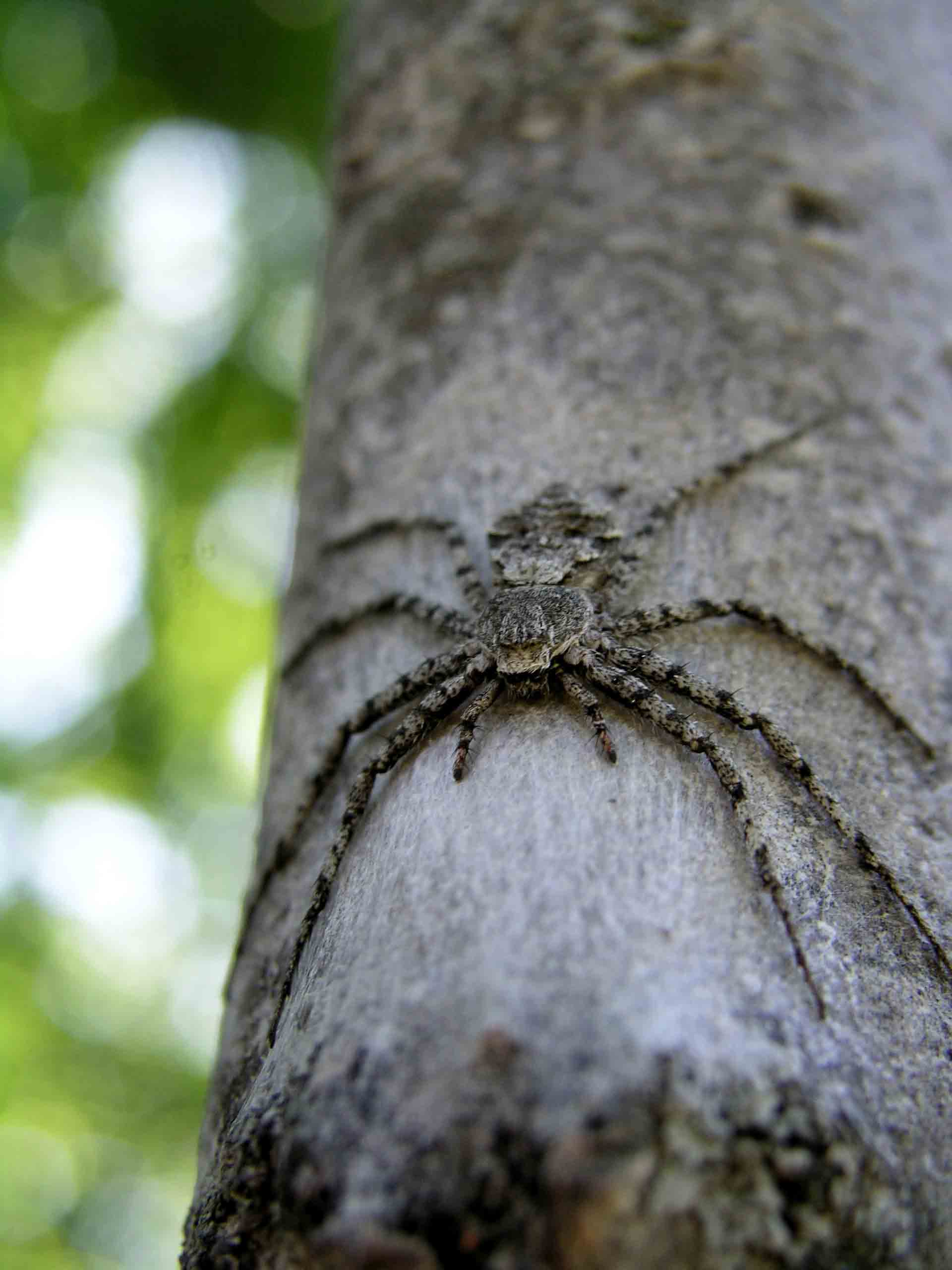 Non si pu fare pip in pace! : Philodromus sp.