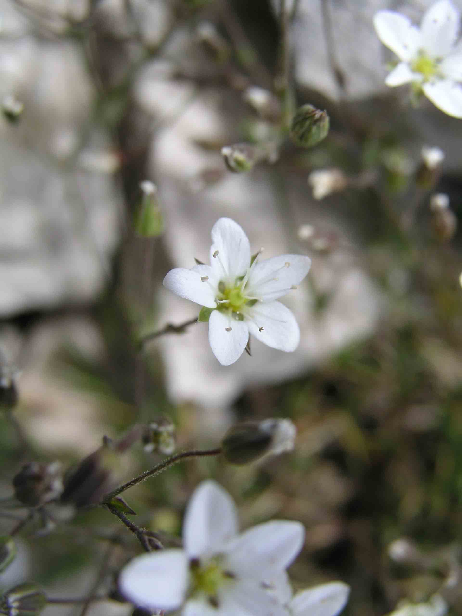 Minuartia verna