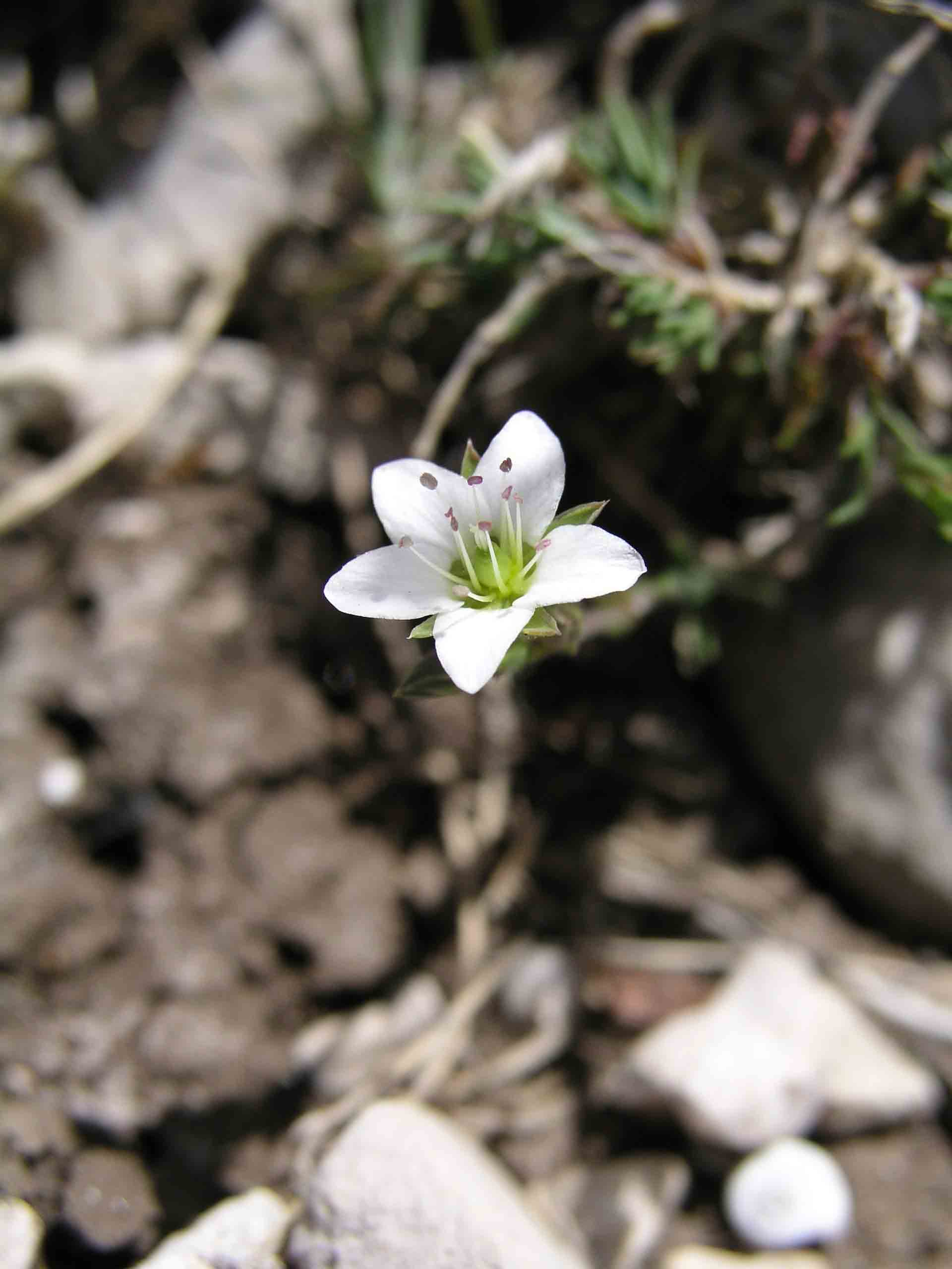 Minuartia verna