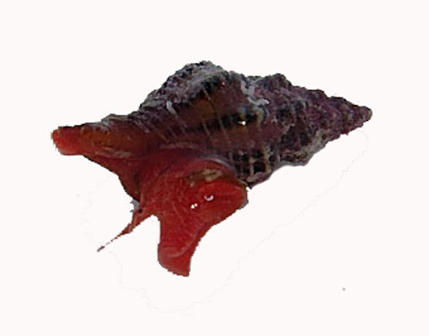 Mollusca - Fusinus margaritae Buzzurro & Russo, 2007