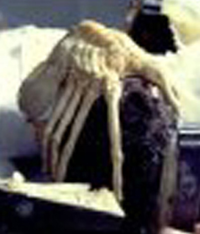 Nuovo bivalve