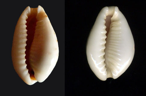 Cypraea dalla Libia