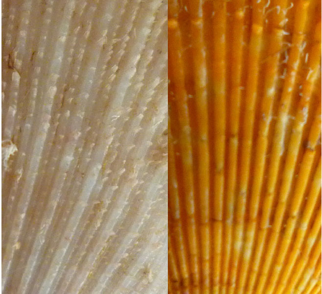 Delucidazione pectinidae.?