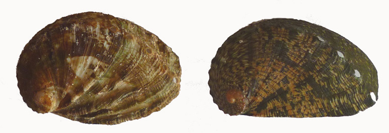 distinzione tra H. tuberculata e H. mykonosensis