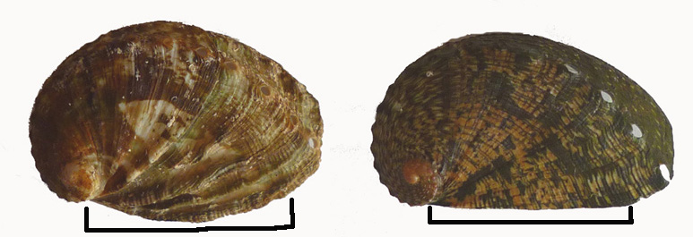 distinzione tra H. tuberculata e H. mykonosensis