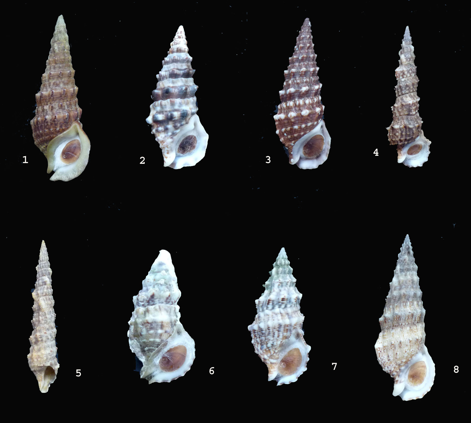 Cerithium lividulum e repandanum