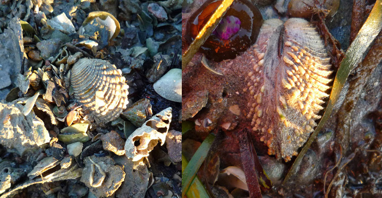 Venus verrucosa