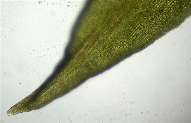 Bryophyta: dubbi sulla sospetta Pleurochaete squarrosa