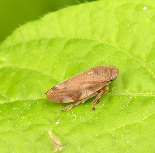 Philaenus spumarius