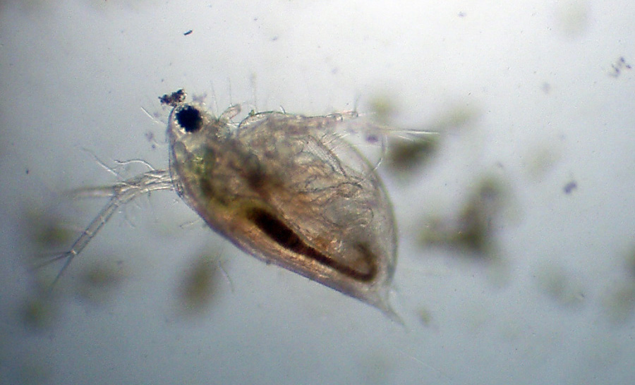 Daphnia (Daphnia) obtusa
