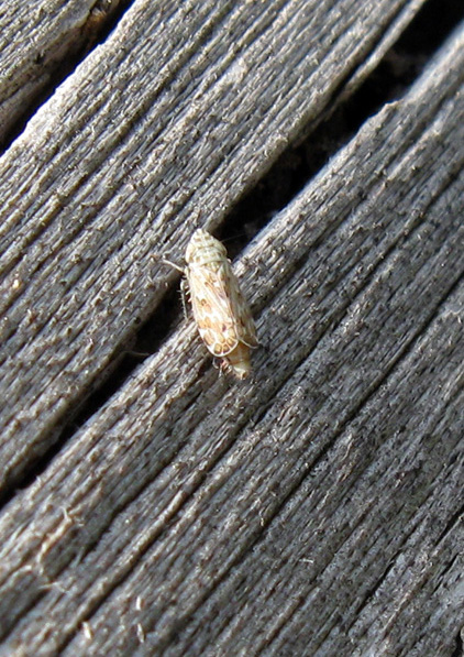 Cicadellidae: Errastunus ocellaris (cf)  dell''Emilia