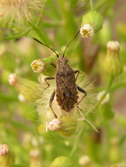 Stictopleurus punctatonervosus?