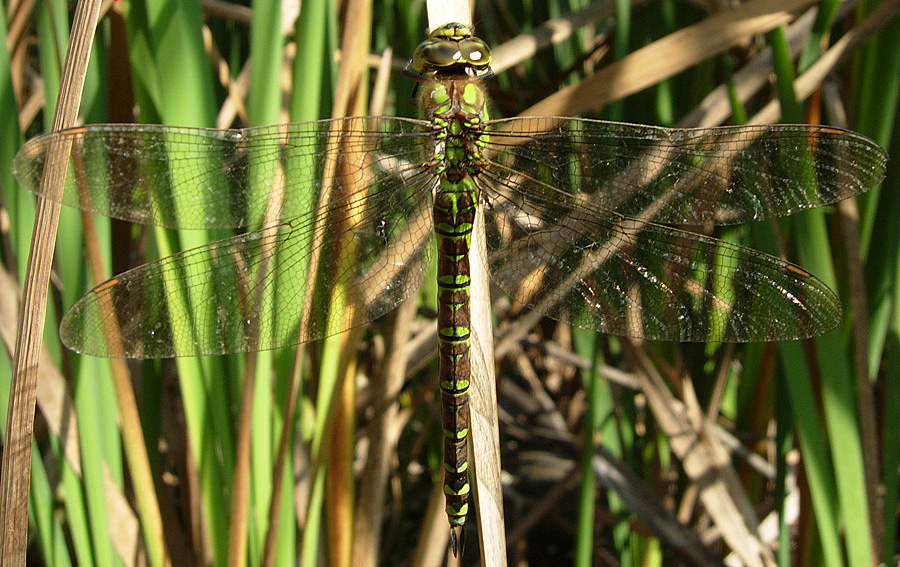 Aeshna cyanea maschio e femmina