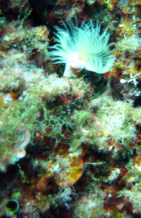 Protula tubularia