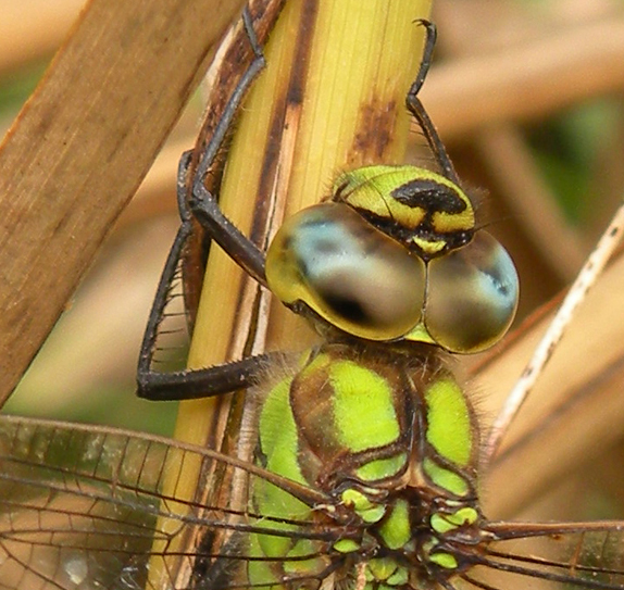 Aeshna cyanea maschio e femmina