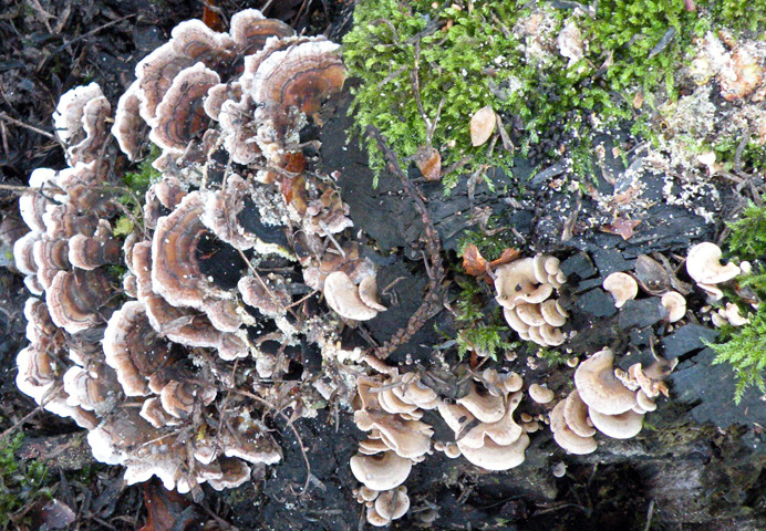 Aphyllophorales senza campioni