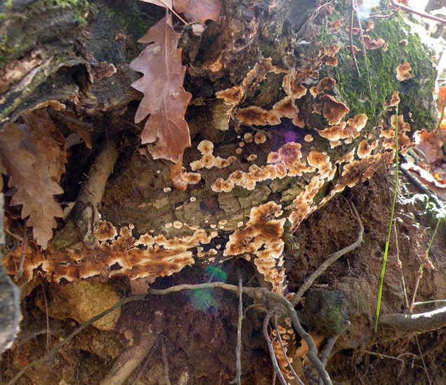 Aphyllophorales senza campioni