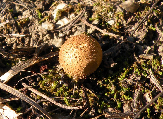 Quale Scleroderma? (cfr. Lycoperdon spp.)