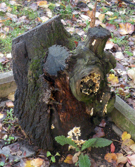 Aphyllophorales in giardino