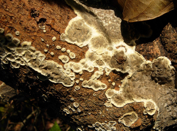 Aphyllophorales in giardino