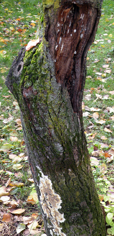 Aphyllophorales in giardino