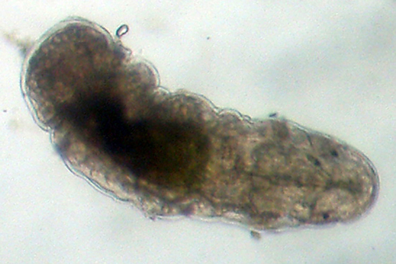 Tardigrada