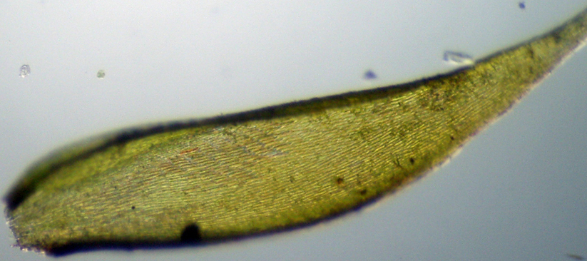 Bryophyta: dovrebbe essere Hypnum cupressiforme