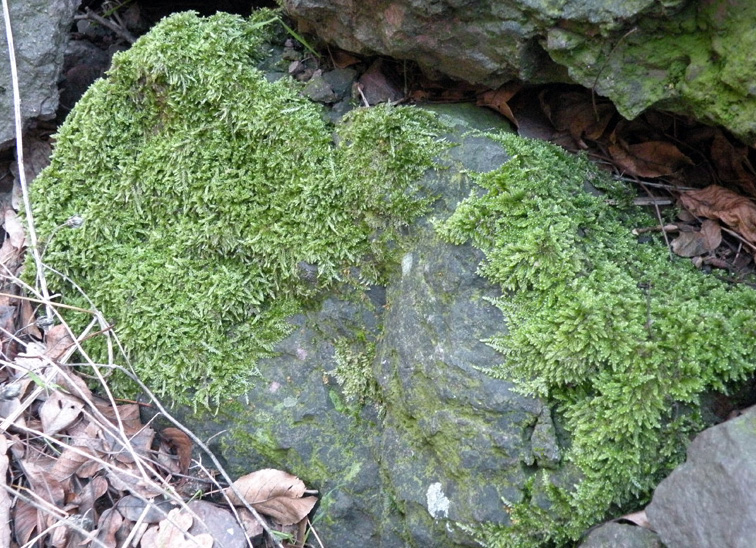 Muschi identificati con Dryades?