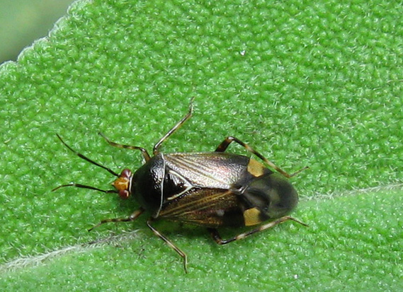 Ninfe e adulti di Deraeocoris flavilinea