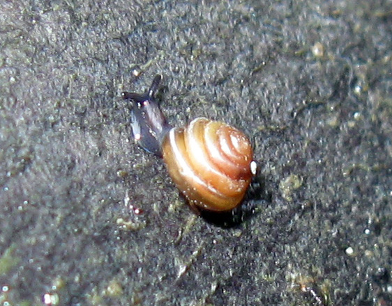 Euconulus (Euconulus) fulvus (O.F. Müller, 1774)