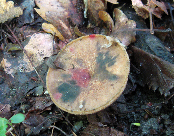Rio del Campovecchio, 24-05-08 (Polyporus arcularius)