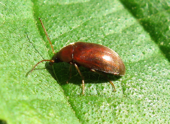 Isomira sp.