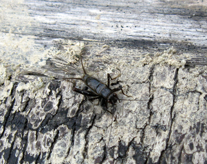 Pteronemobius heydenii (Gryllidae, Nemobiinae)