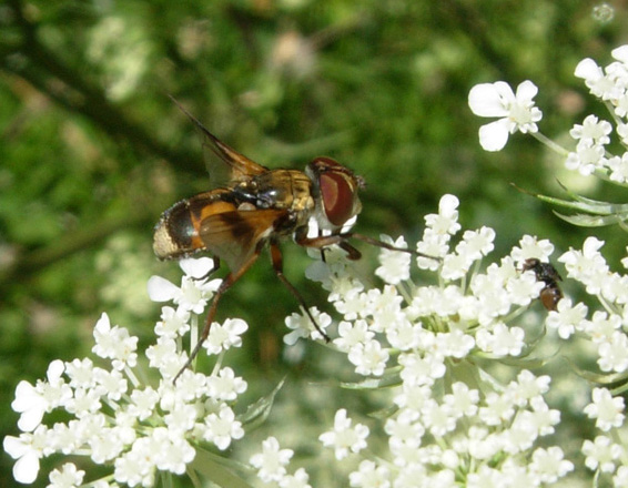 Tachinidae