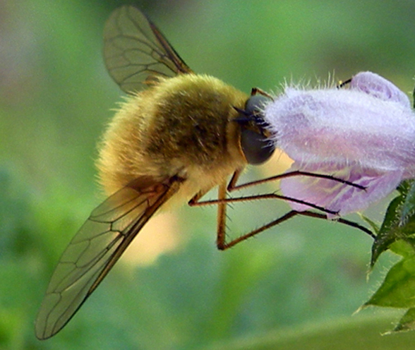 Bombyliidae: Bombylius sp. (possibile B. posticus).