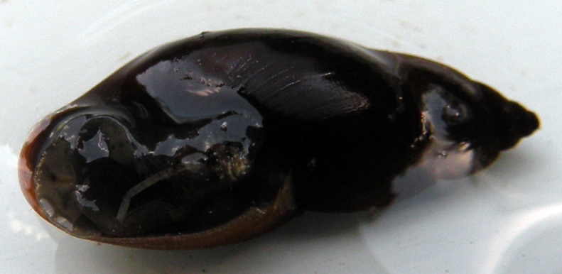 Lymnaea sp e Trichobilharzia