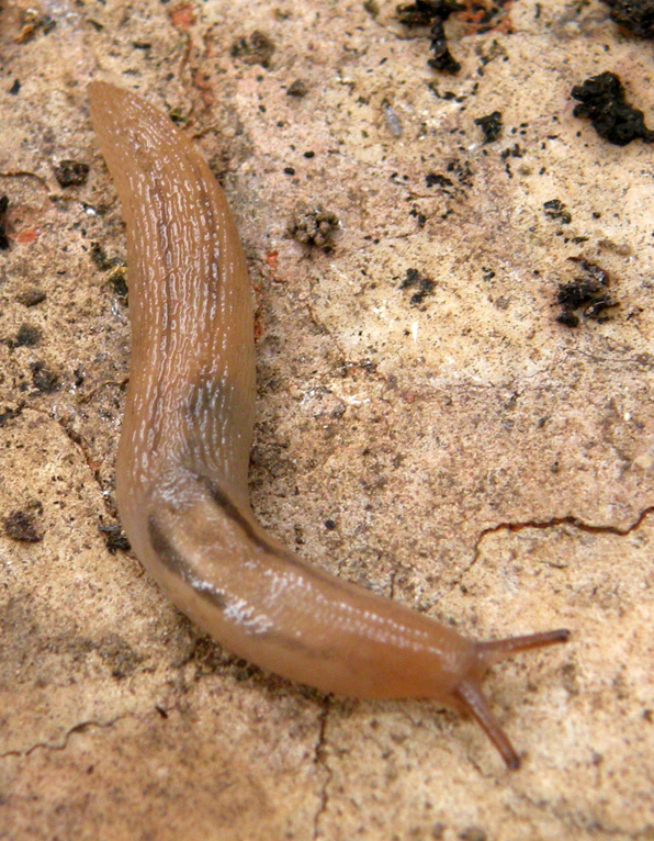 Lehmannia sp?