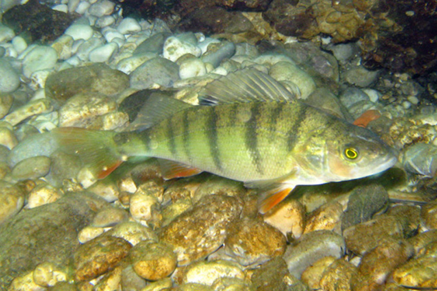 Immersione in fiume austriaco