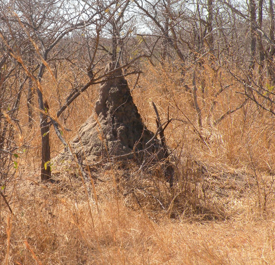 Mal d''Africa... gli insetti