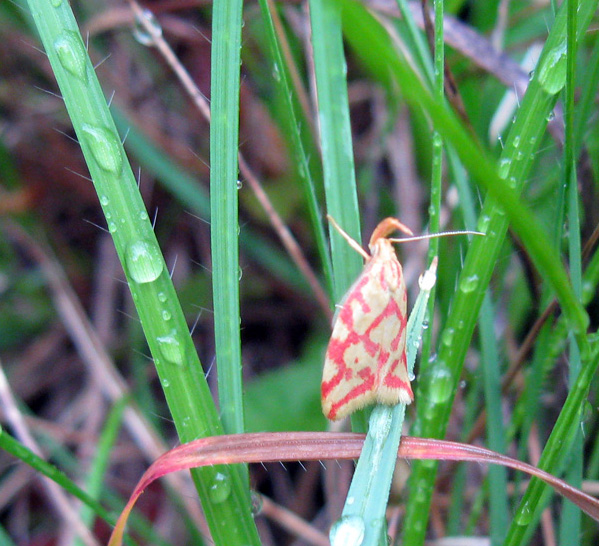 Hypercallia citrinalis