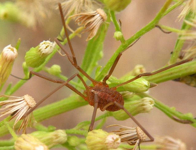 Opilioni emiliani - Phalang. opilio (m/f) - O. transversalis