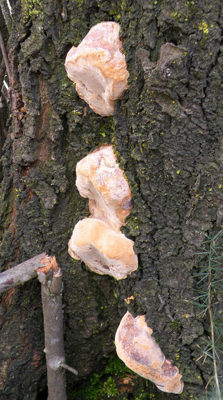 Phellinus? (Phellinus pomaceus)