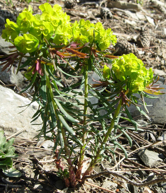 Euphorbia esula / Euforbia acre