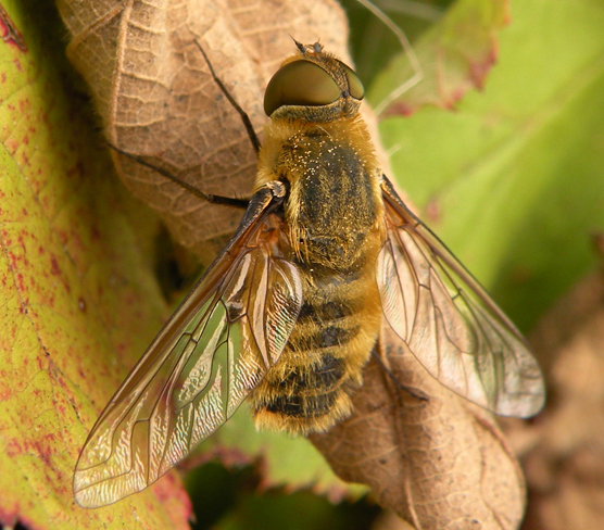 Villa sp. (Bombyliidae)