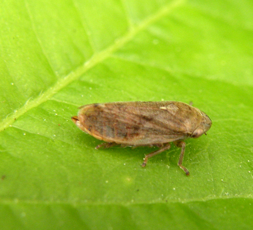 Philaenus spumarius