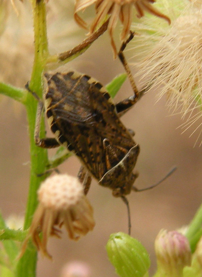 Stictopleurus punctatonervosus?