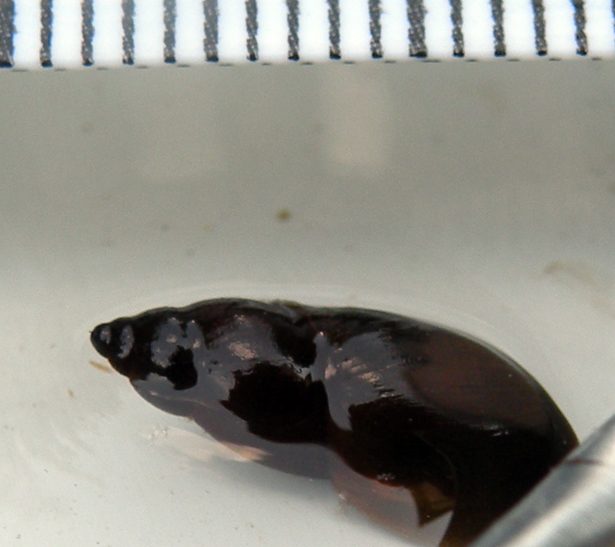 Lymnaea sp e Trichobilharzia