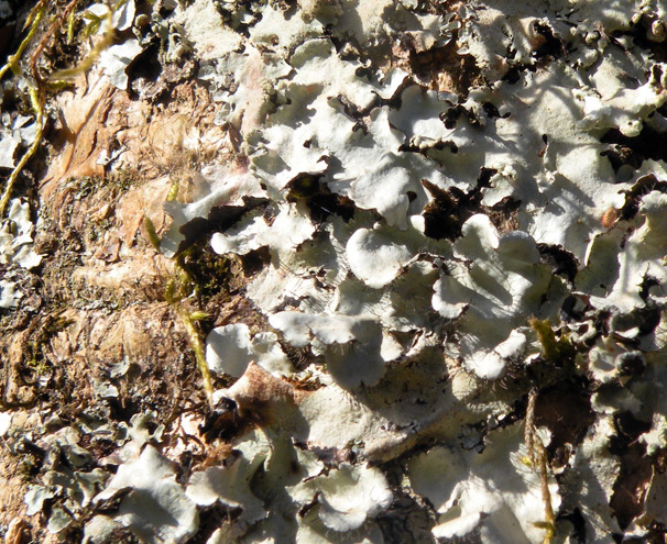 Lichen Trail in Sud Africa