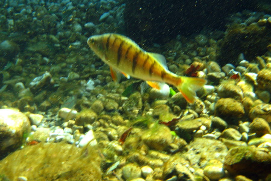 Immersione in fiume austriaco