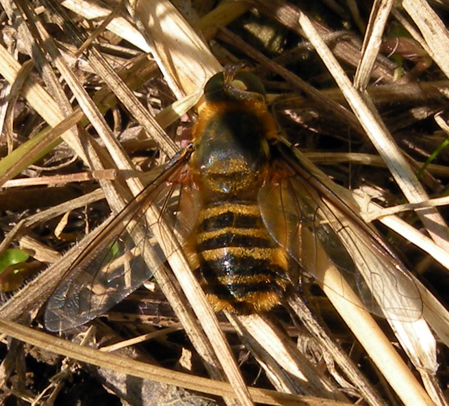Syrphidae?  No, Bombyliidae.